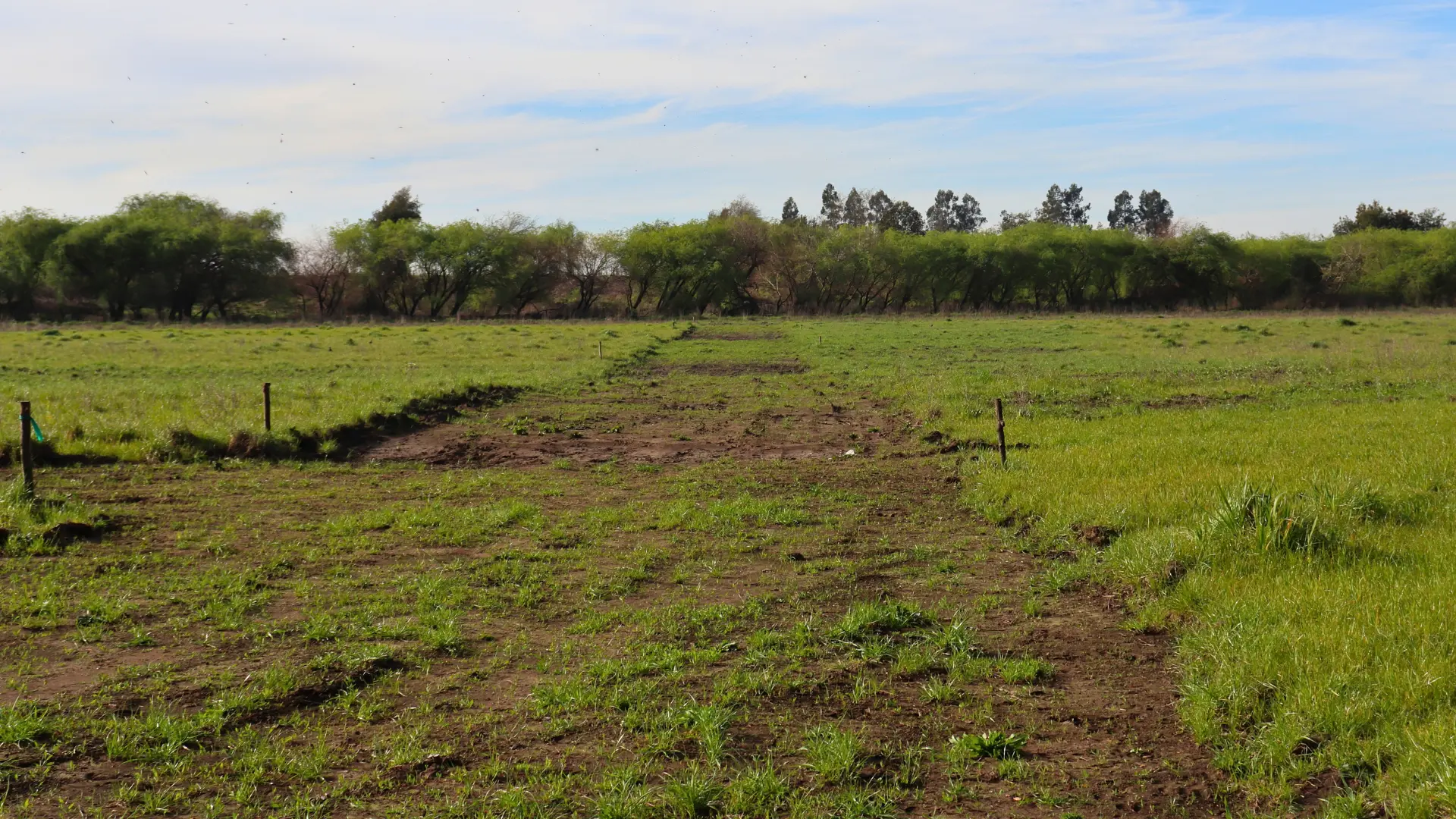 Vista a nivel de terreno en Valle de Mañil